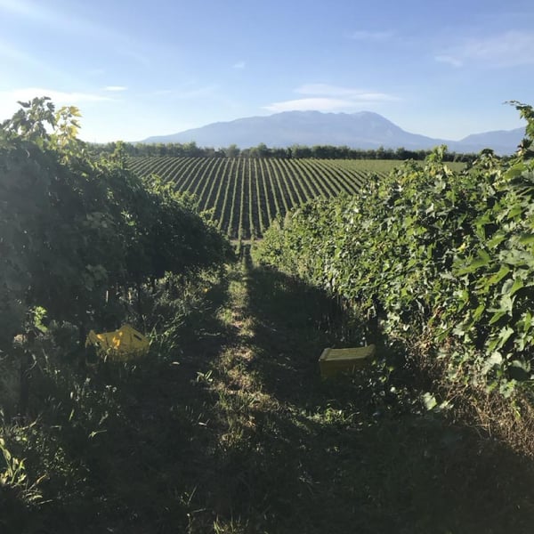 Azienda Agricola De Fermo - Stefano Papetti & Eloisa De Fermo