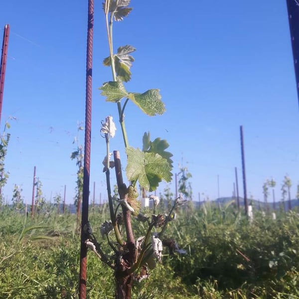 Podere Magia - Stefano Pescarmona