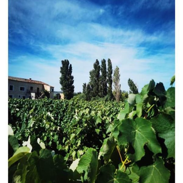 Domaine de l'Anchois - Stéphan Buffille