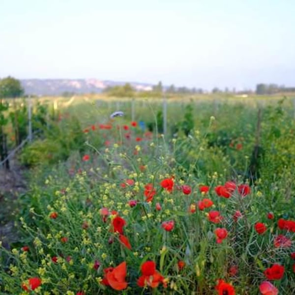 Domaine de l'Anchois - Stéphan Buffille