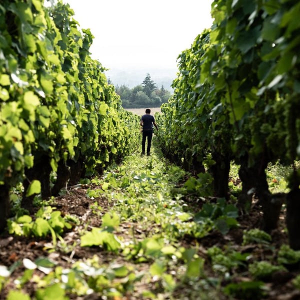 Domaine Serol - Stéphane et Carine Serol