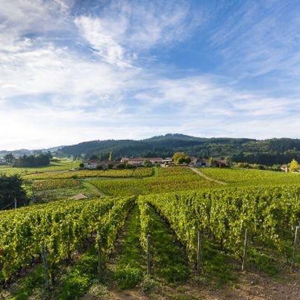 Domaine Serol - Stéphane et Carine Serol