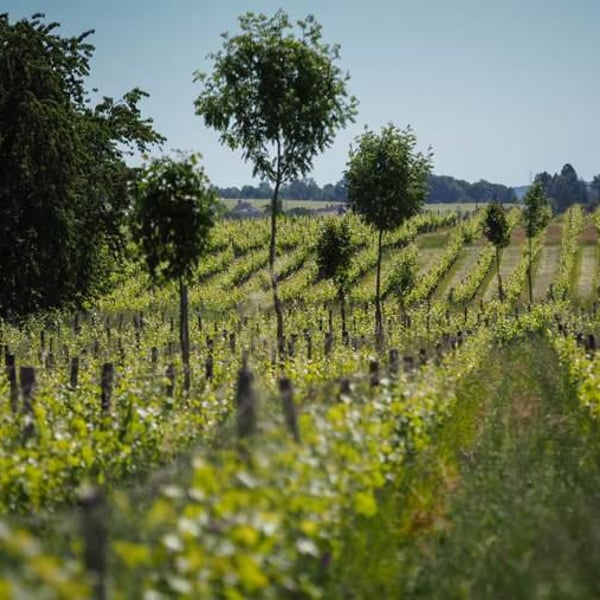 Domaine De La Chevalerie - Stéphanie, Emmanuel & Laurie Caslot