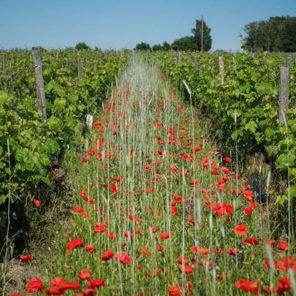 Domaine De La Chevalerie - Stéphanie, Emmanuel & Laurie Caslot