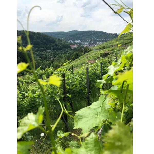 Heslach Heights - Stephanie Türk