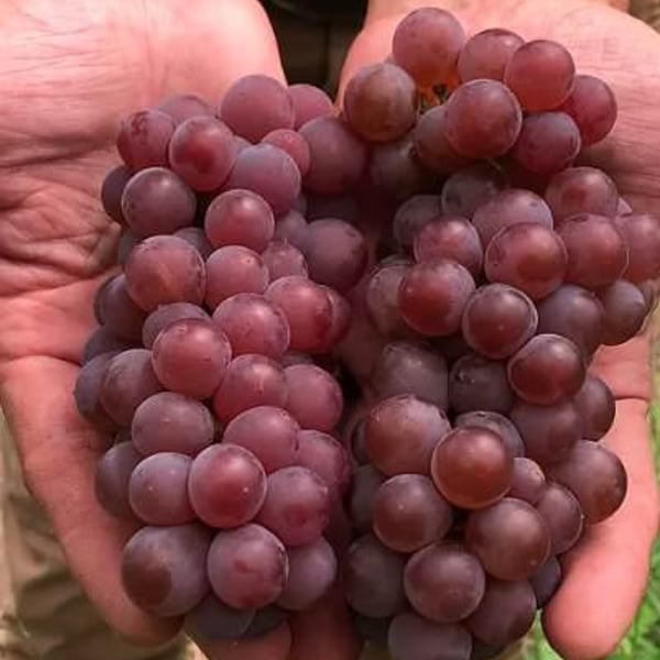 Yellow Magic Winery - Sumito Iwaya