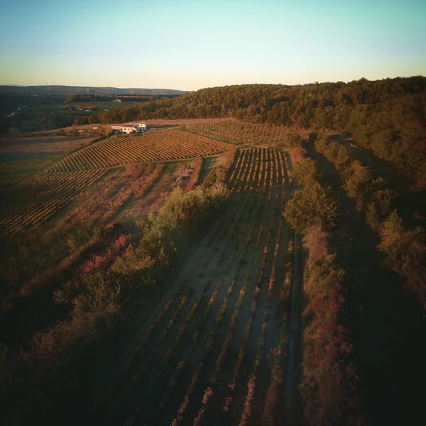 Domaine Nigoulin - Sylvain Nigoulin