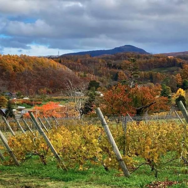 Domaine Takahiko - Takahiko Soga