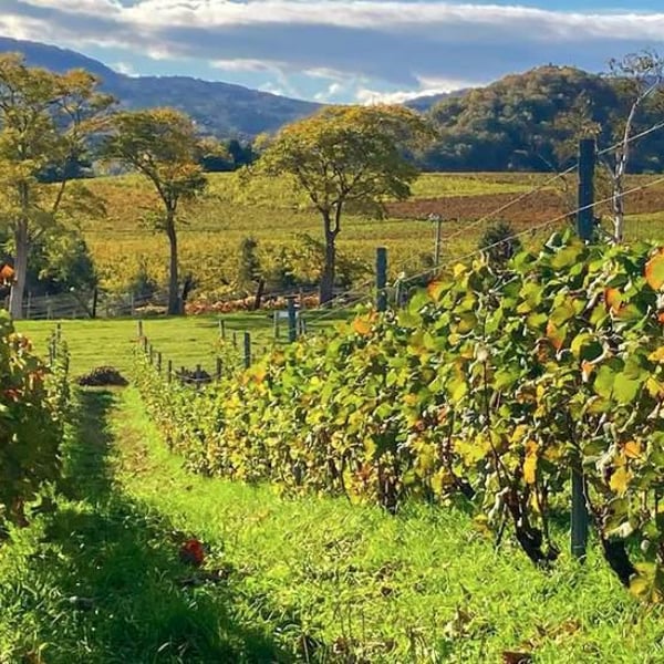 Domaine Takahiko - Takahiko Soga