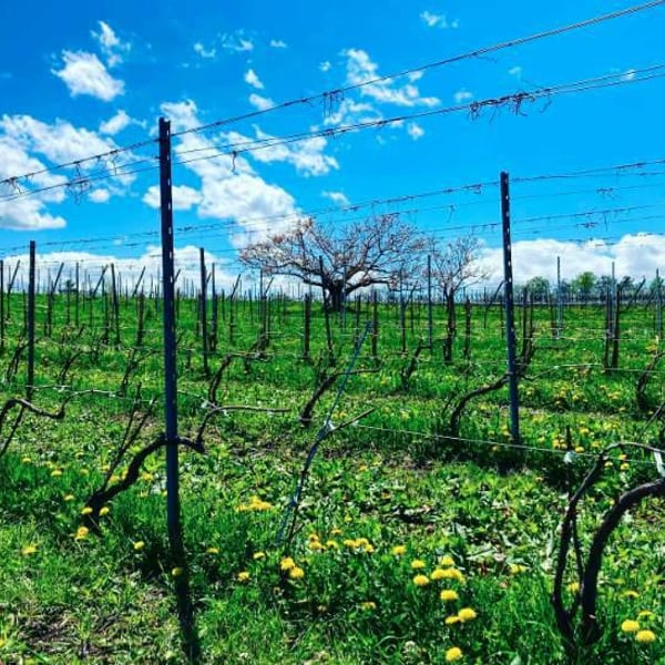 Domaine Takahiko - Takahiko Soga