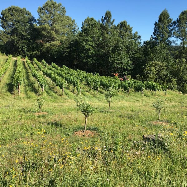 Domaine La Clef du Bonheur - Telma et Guillaume