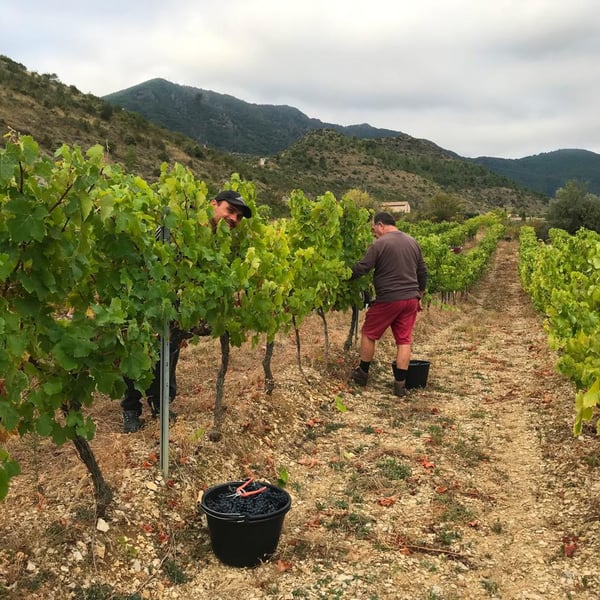 Domaine La Clef du Bonheur - Telma et Guillaume