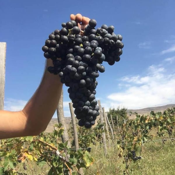 TDWinery - Tengiz Dvalishvili