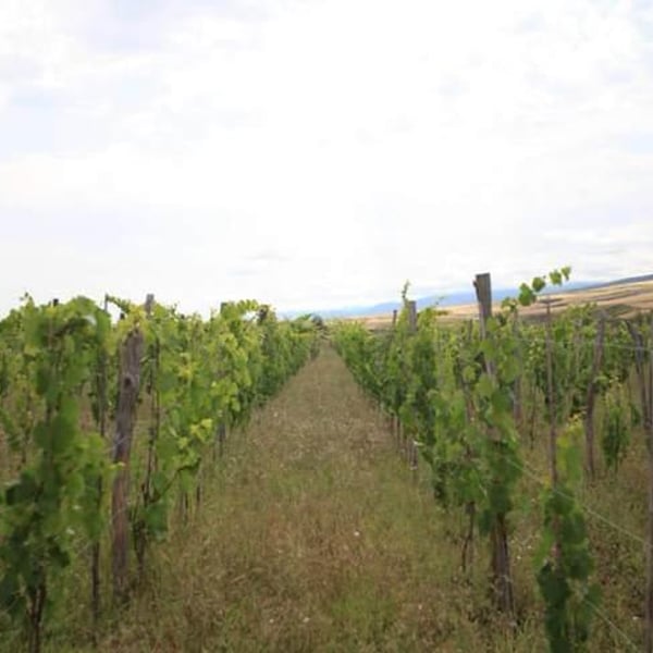TDWinery - Tengiz Dvalishvili