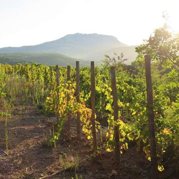 Domaine Rochefontaine - Théodore Planas-Rastoin
