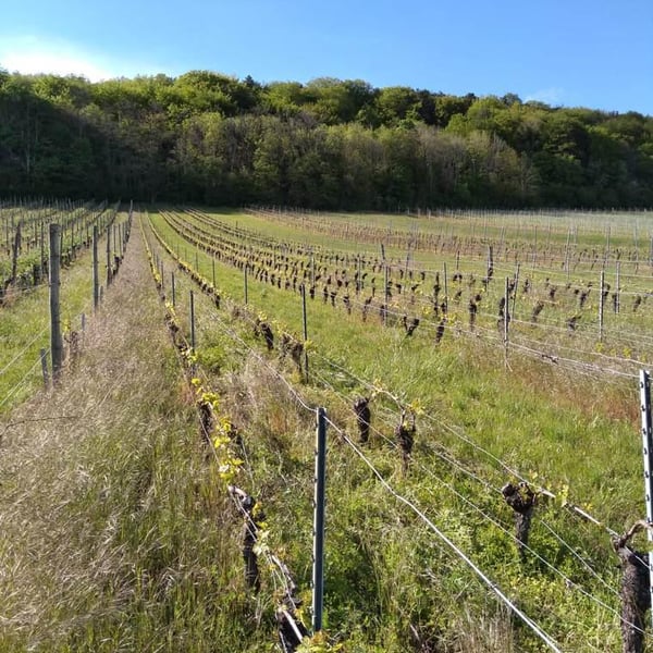 Vins Drach - Théophile Drach