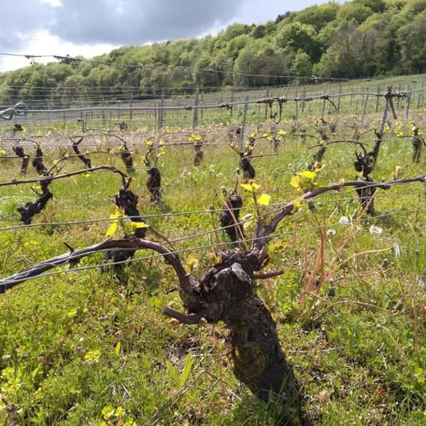 Vins Drach - Théophile Drach