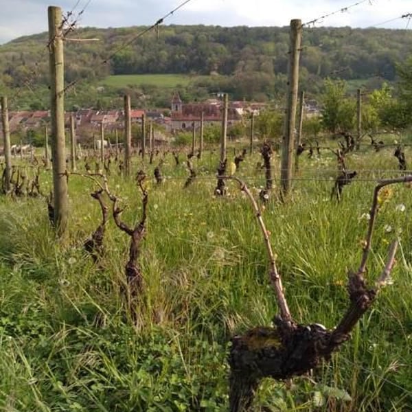 Vins Drach - Théophile Drach