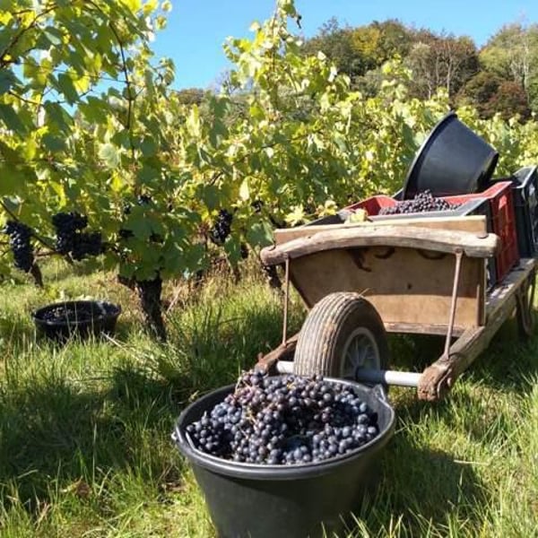 Vins Drach - Théophile Drach