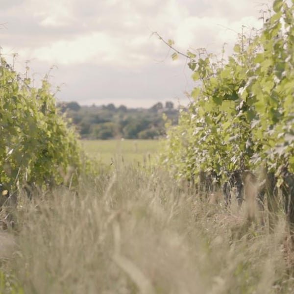 Domaine de La Renière - Thibault Masse