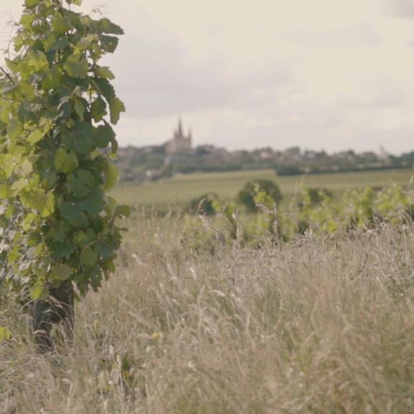 Domaine de La Renière - Thibault Masse