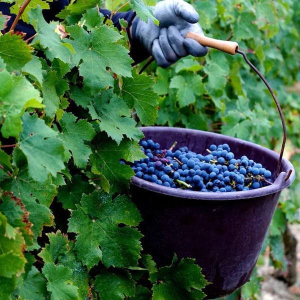 Domaine de La Renière - Thibault Masse