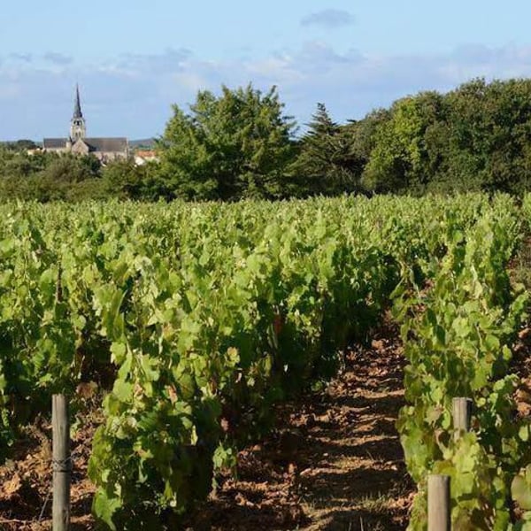 Domaine Saint Nicolas - Mickaël, Antoine & Thierry Michon