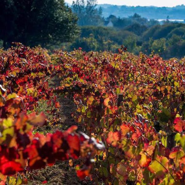 Domaine Saint Nicolas - Mickaël, Antoine & Thierry Michon