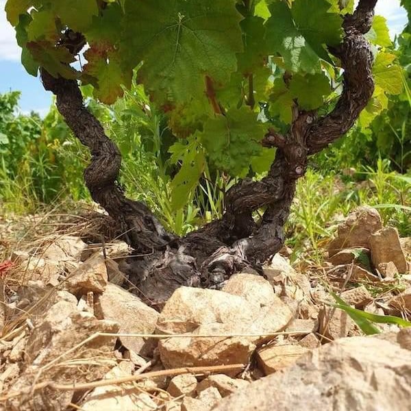 Domaine de la Bonne Tonne - Thomas & Anne Laure Agatensi