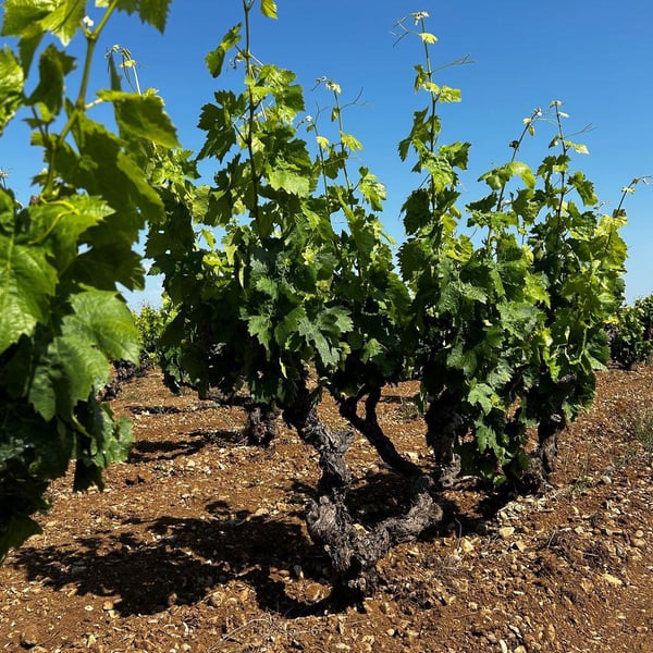Domaine Balma D’Éole - Thomas Baumet & Manon Serillon