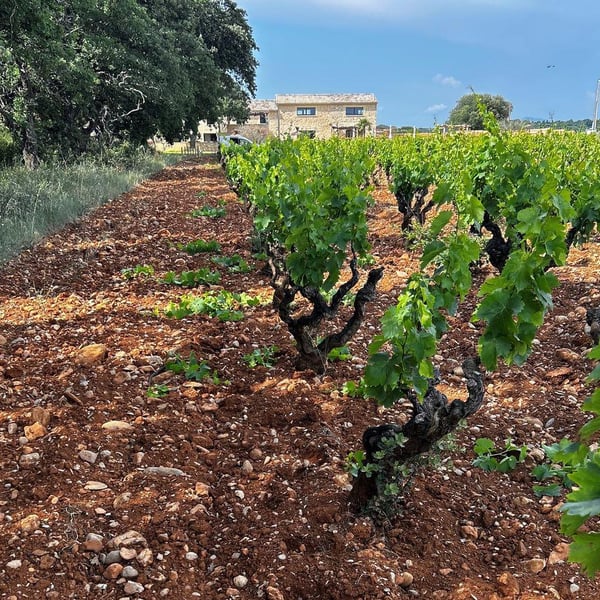 Domaine Balma D’Éole - Thomas Baumet & Manon Serillon