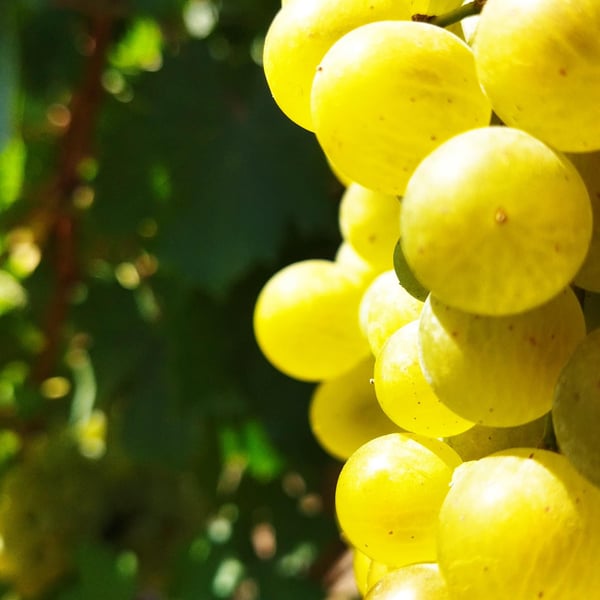 WineArt Winery - Tigran Avagyan