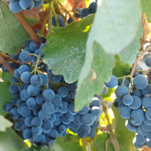 WineArt Winery - Tigran Avagyan