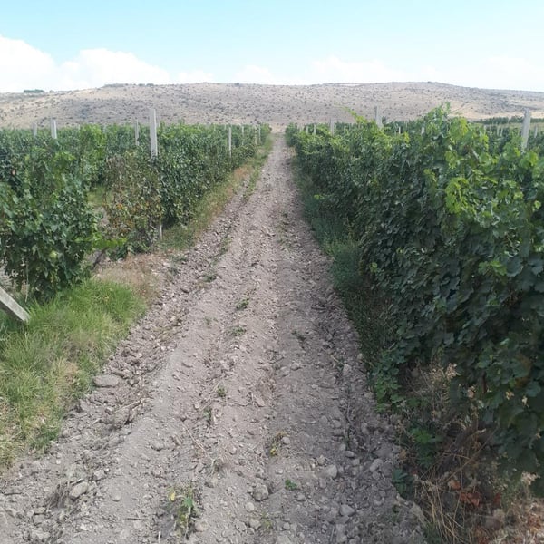 WineArt Winery - Tigran Avagyan