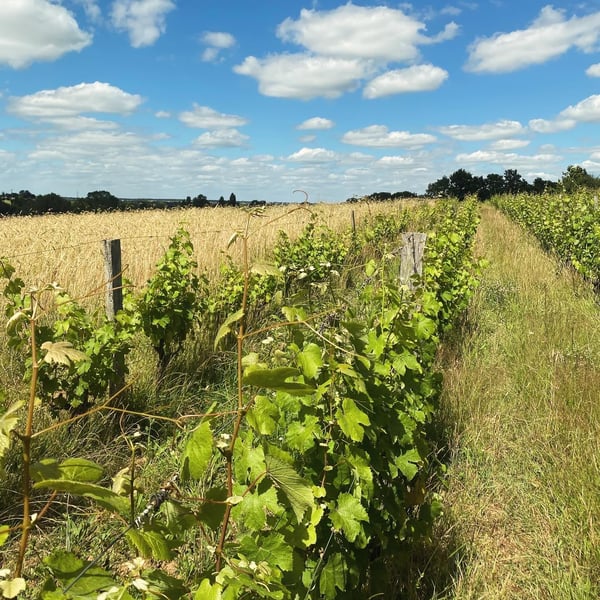 Domaine Autre Chose - Tiphaine Pierlot & Corentin Le Bolloch