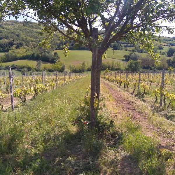 Tirelli Vini - Tirelli Andrea