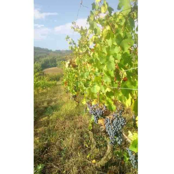 Tirelli Vini - Tirelli Andrea