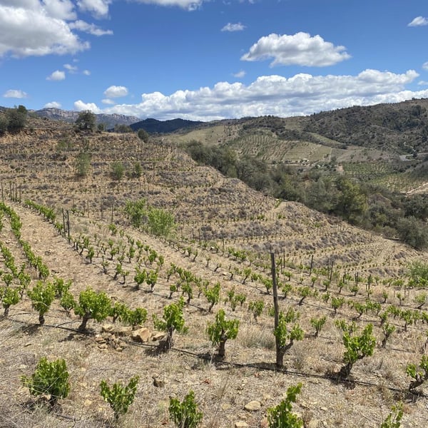 Terra de Ningù Wines - Toni Cuspinera