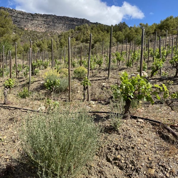 Terra de Ningù Wines - Toni Cuspinera