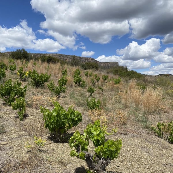 Terra de Ningù Wines - Toni Cuspinera