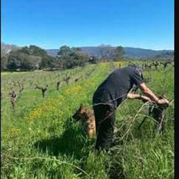 Coturri Winery / H. Coturri & Sons Ltd. - Tony Coturri
