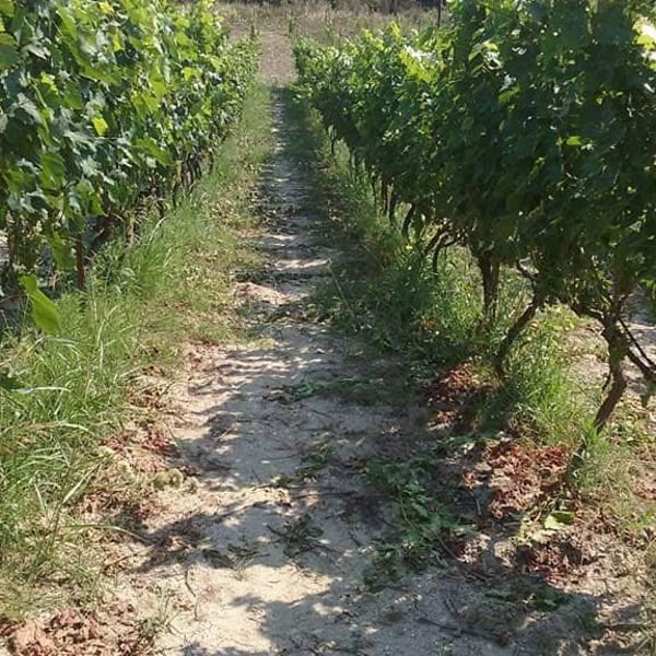 Tzikas' Family Winery - Tzikas Family