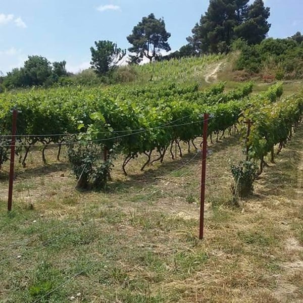 Tzikas' Family Winery - Tzikas Family
