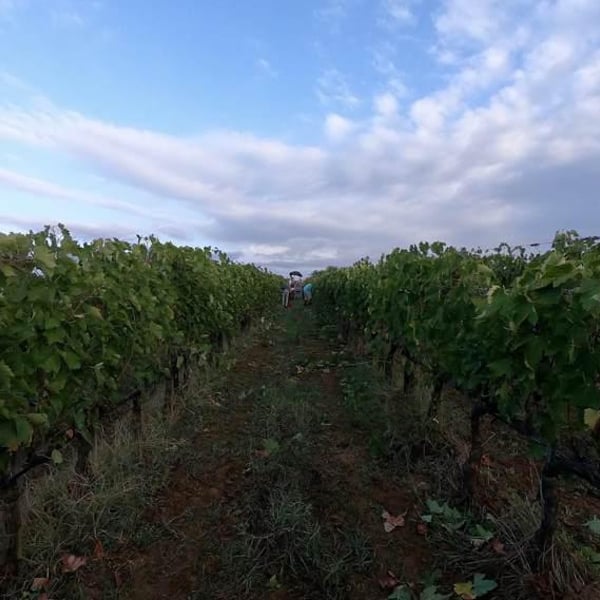 Poggio Trevvalle - Umberto & Bernardo Valle