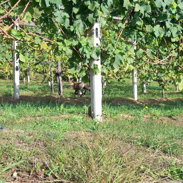 Azienda Agricola Valchyara - Valentina & Constantin Hurjui