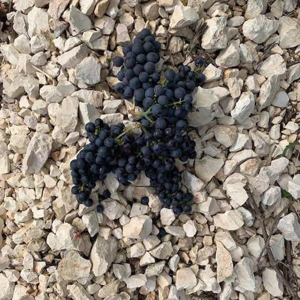 Valentina Passalacqua