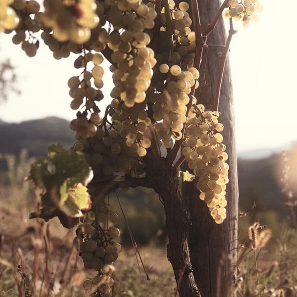 Fedora Wines - Valter & Mojca Kobal
