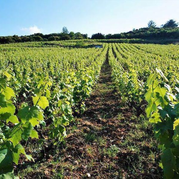 Siflogo Winery - Vasilis Papanikolopoulos