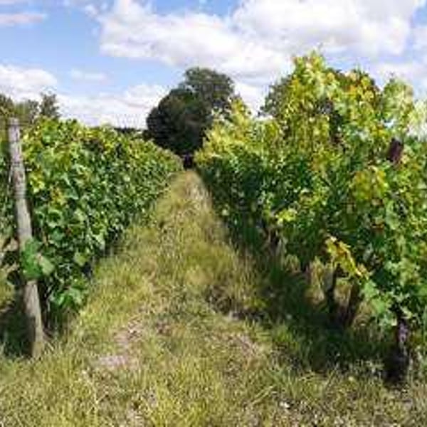 Domaine Du Bout Du Monde - Véronique Vialard, Olivier et Bulle Candon