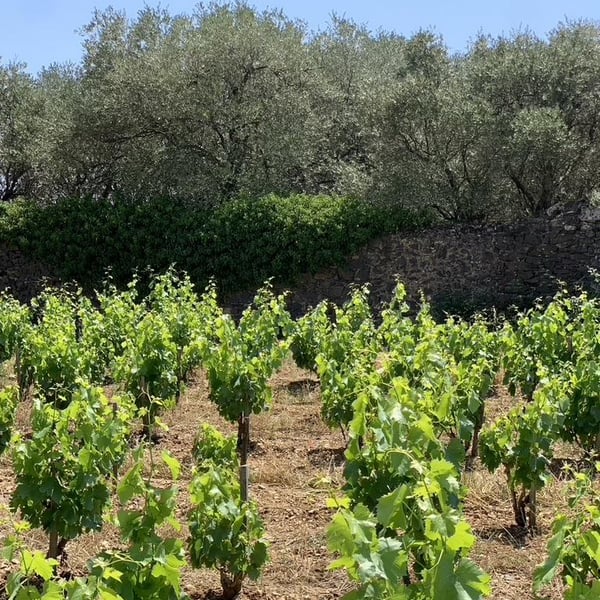 Domaine La Révolte - Victor Anglade